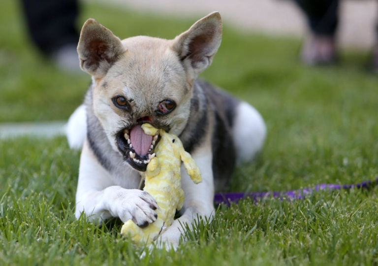 Das Bild stammt aus der Online-Ressource ‚Where the Heart Meets the Horizon‘